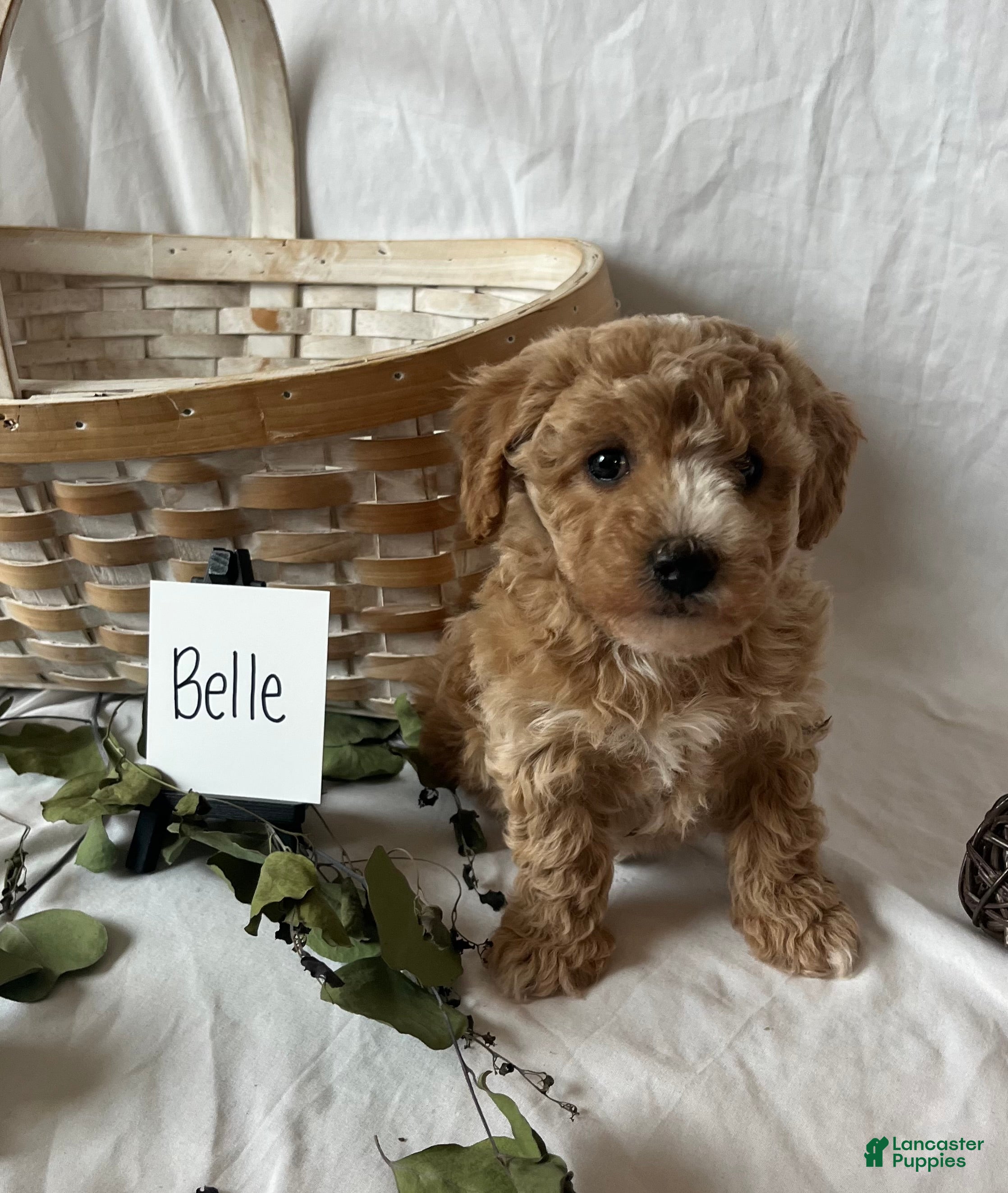 Maltipoo dogs Belle - Ad 18