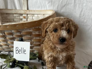 Maltipoo dogs Belle - Ad 30