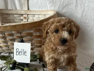 Maltipoo dogs Belle - Ad 42