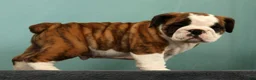 English Bulldog dogs for sale: Daisy - Ad 8