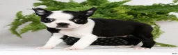 Boston Terrier dogs for sale: Misty - Ad 5