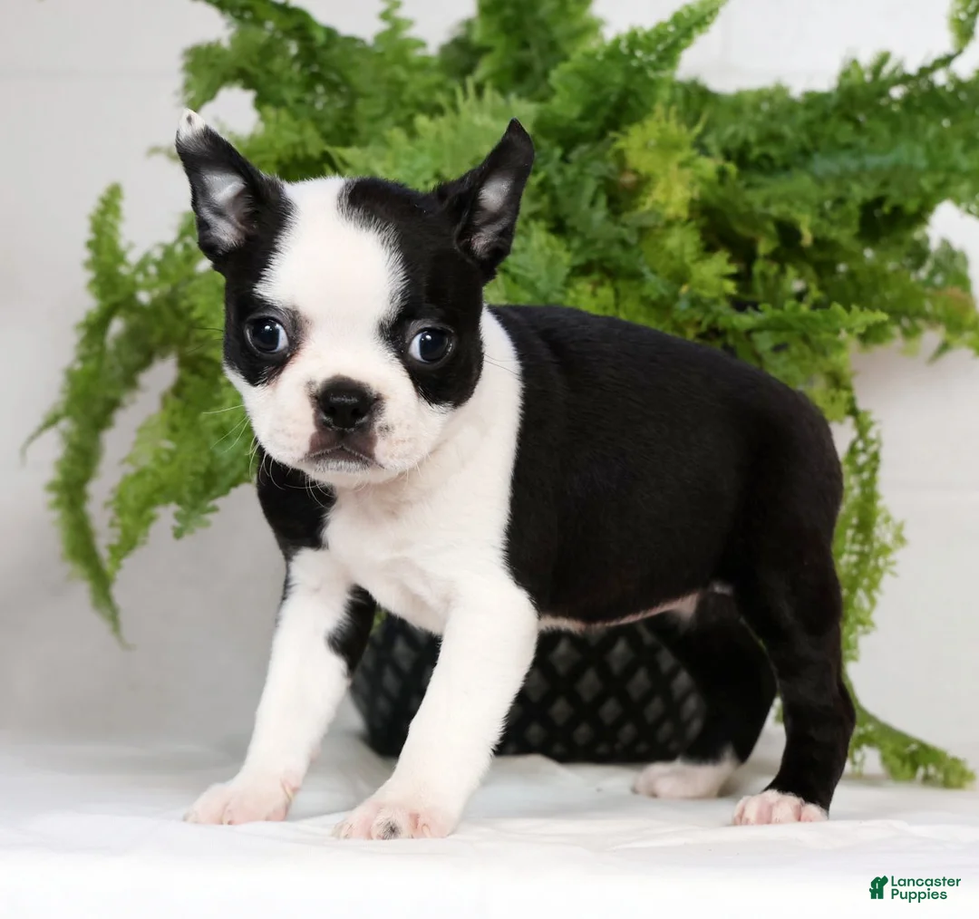 Boston Terrier dogs for sale: Misty - Ad 5