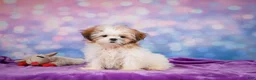Shih Tzu dogs for sale: Bella - Ad 1