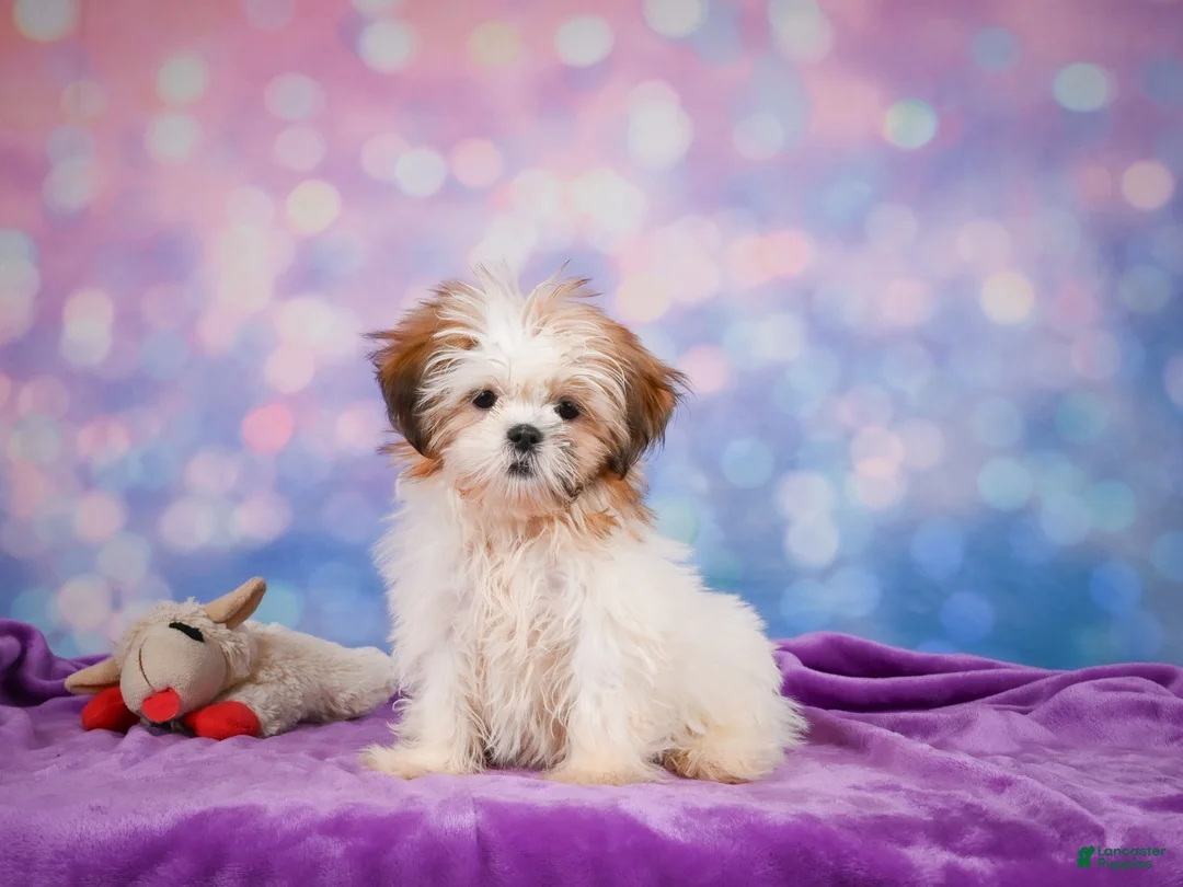 Shih Tzu dogs for sale: Bella - Ad 1