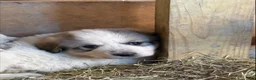 Great Pyrenees dogs for sale: Great Pyrenees 4 - Ad 1