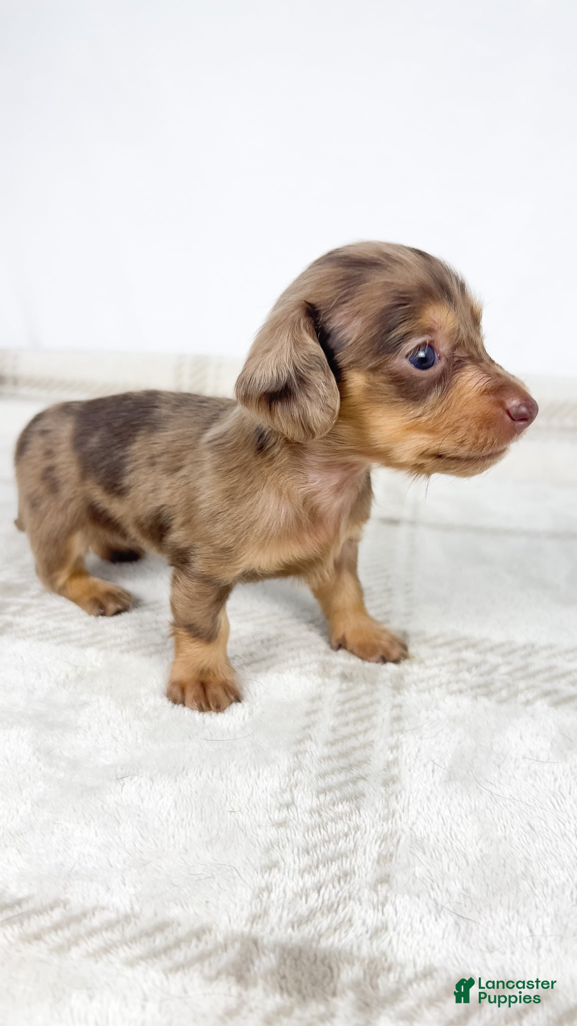 Miniature Dachshund dogs Hot fudge - Ad 20