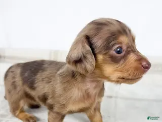 Miniature Dachshund dogs Hot fudge - Ad 20