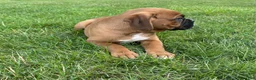 Boxer dogs for sale: Boxer 1 - Ad 5