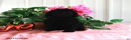 Miniature Poodle dogs for sale: Alice - Ad 2