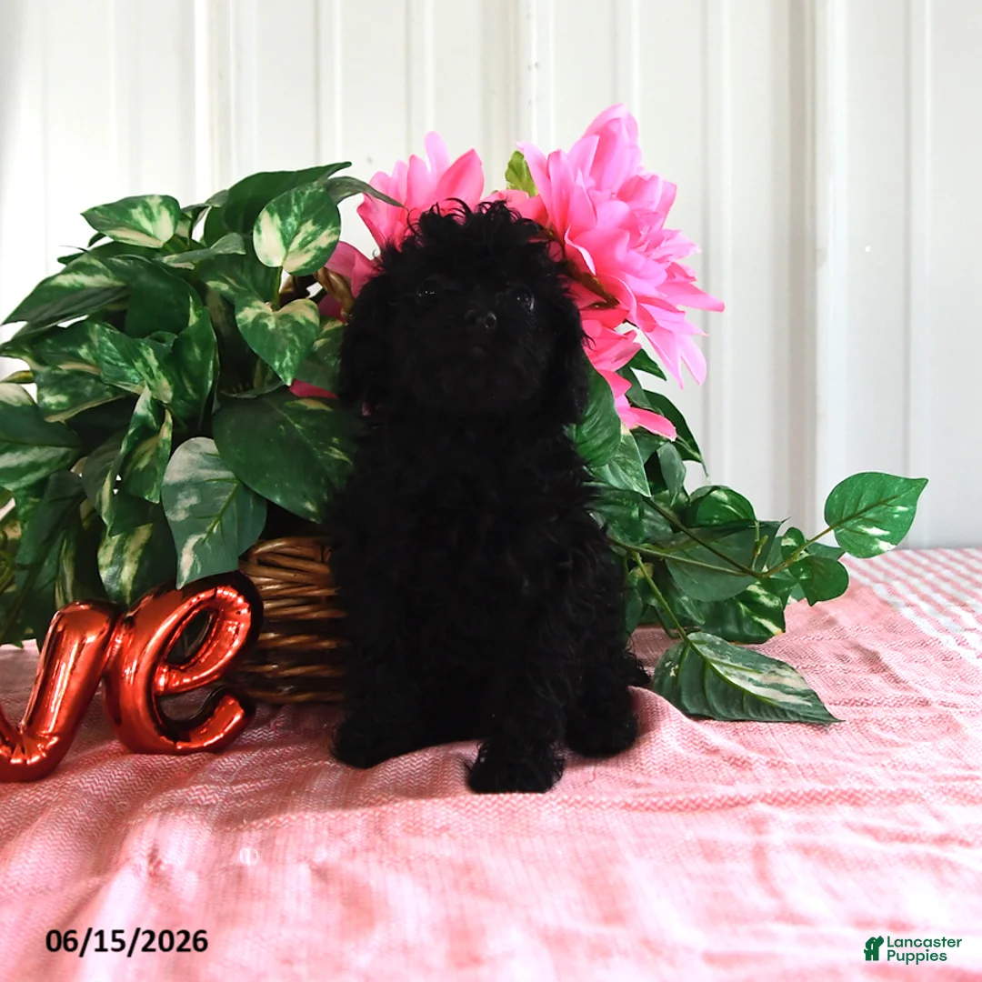 Miniature Poodle dogs for sale: Alice - Ad 2