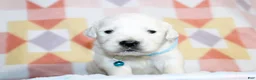 Golden Retriever dogs for sale: Tucker - Ad 4