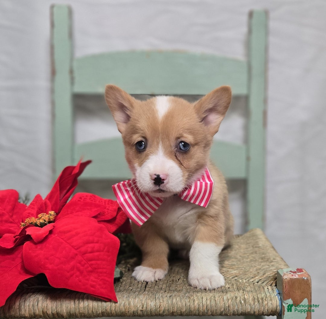 Welsh Corgi Pembroke dogs for sale: Lily - Ad 4