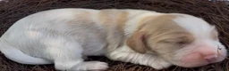 Mixed Breed dogs for sale: Maël - Ad 2