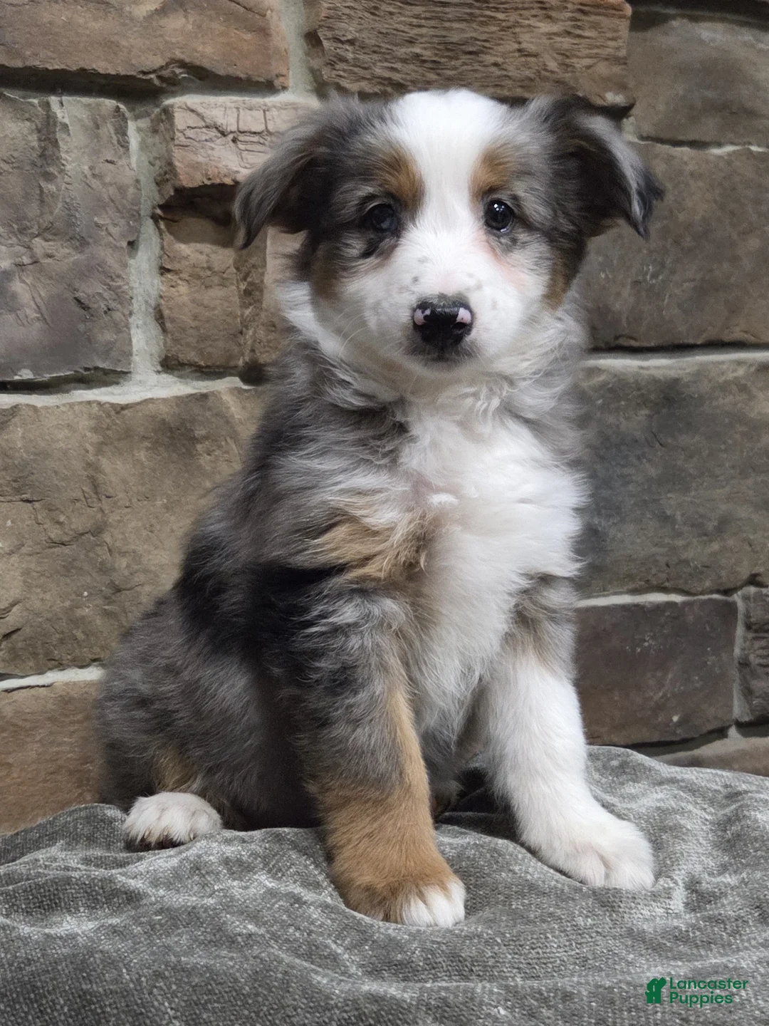 Miniature Australian Shepherd dogs for sale: Lacey - Ad 4