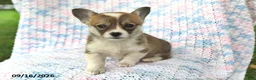 Welsh Corgi Pembroke dogs for sale: Alice - Ad 4