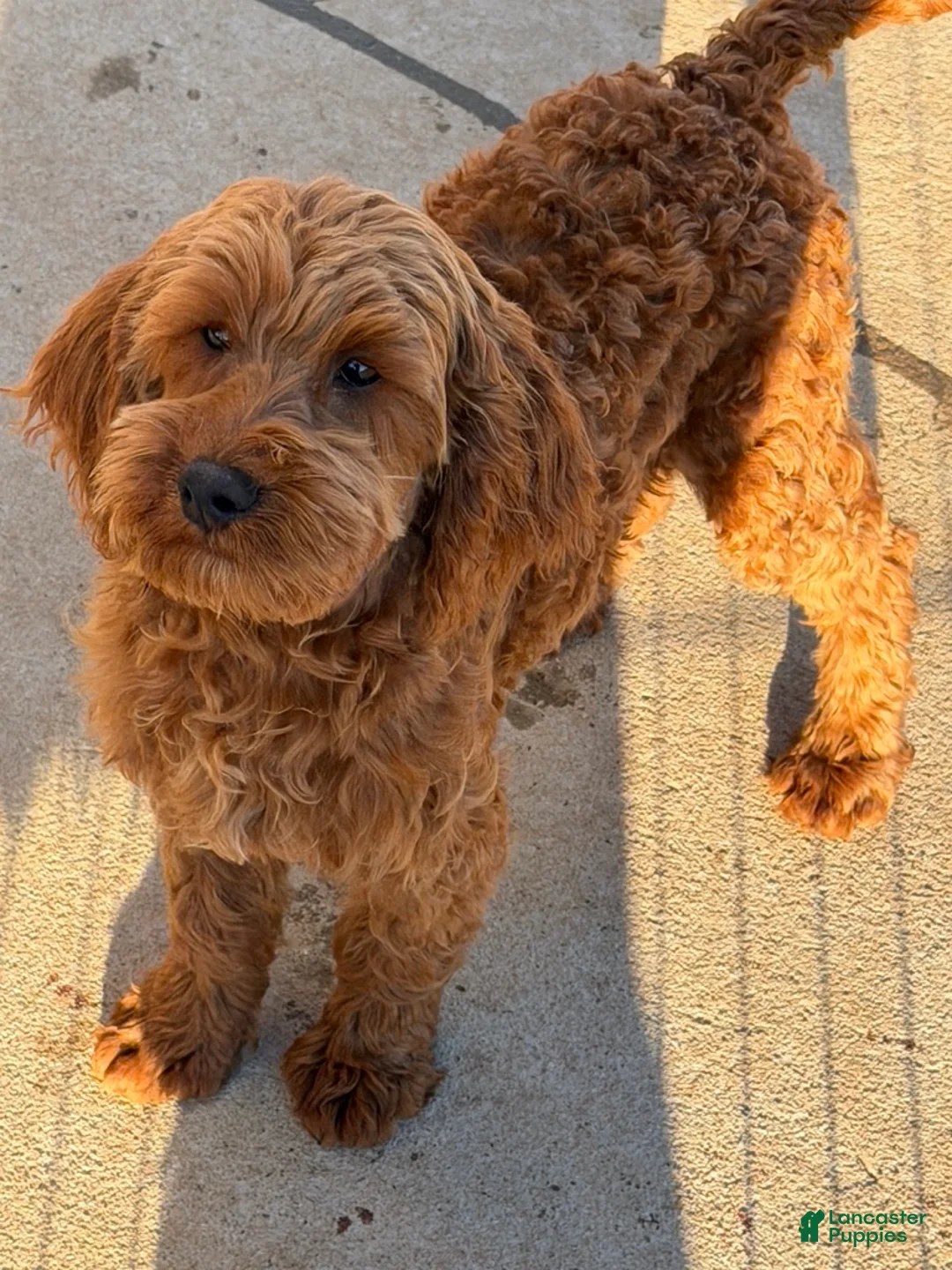 Mini Goldendoodle dogs for sale: Teddy - Ad 3