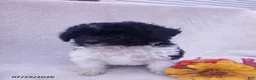 Toy Poodle dogs for sale: Turbo - Ad 3