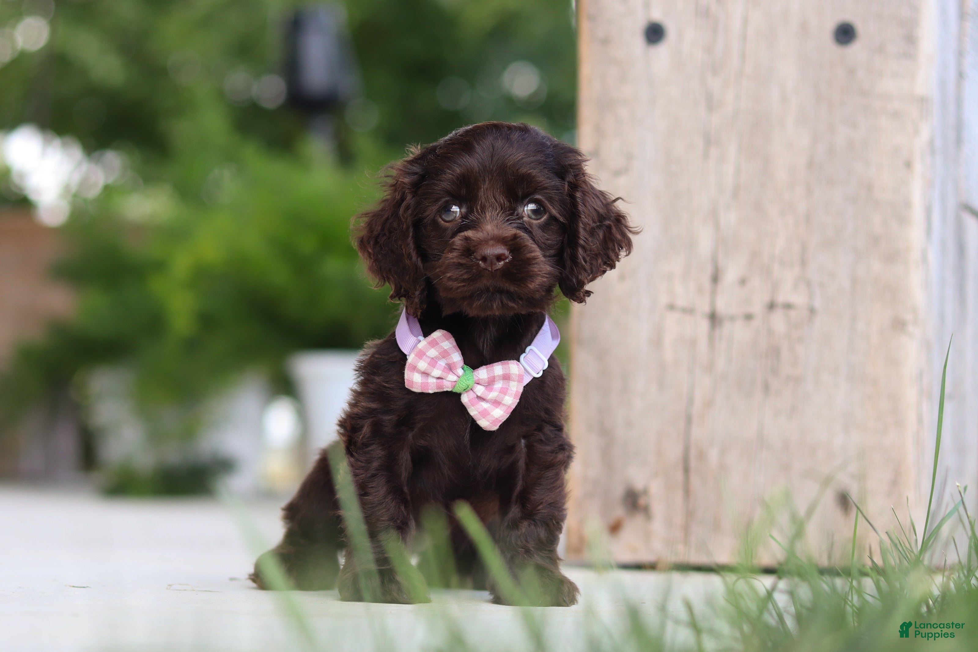 Cocker Spaniel dogs Bailey - Ad 2