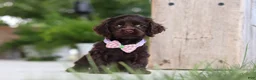 Cocker Spaniel dogs for sale: Bailey - Ad 2