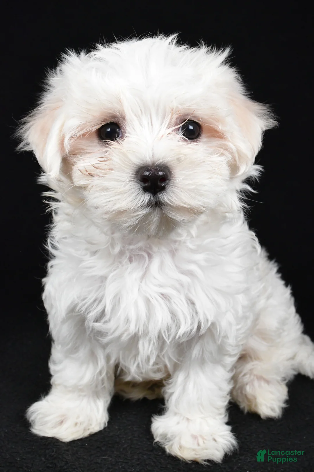 Maltese dogs for sale: Chloe - Ad 1