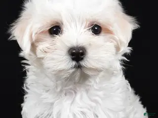Maltese dogs for sale: Chloe - Ad 1
