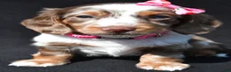 Miniature Dachshund dogs for sale: Daisy - Ad 3