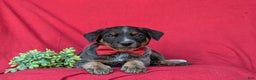 Australian Cattle Dog dogs for sale: Sherman - Ad 5