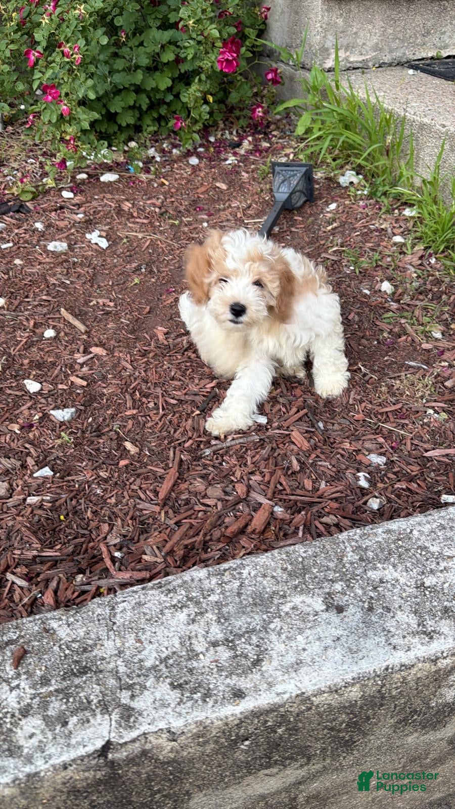 Mixed Breed dogs Mixed Breed 1 - Ad 31