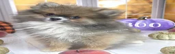 Pomeranian dogs for sale: 💙 Snickers –3.5-4 Pounds Adult Size -Rare Blue Sable Pomeranian Boy 💙🐾 - Ad 6