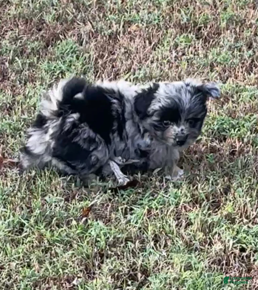 Pomapoo dogs for sale: Pomapoo 5 - Ad 2
