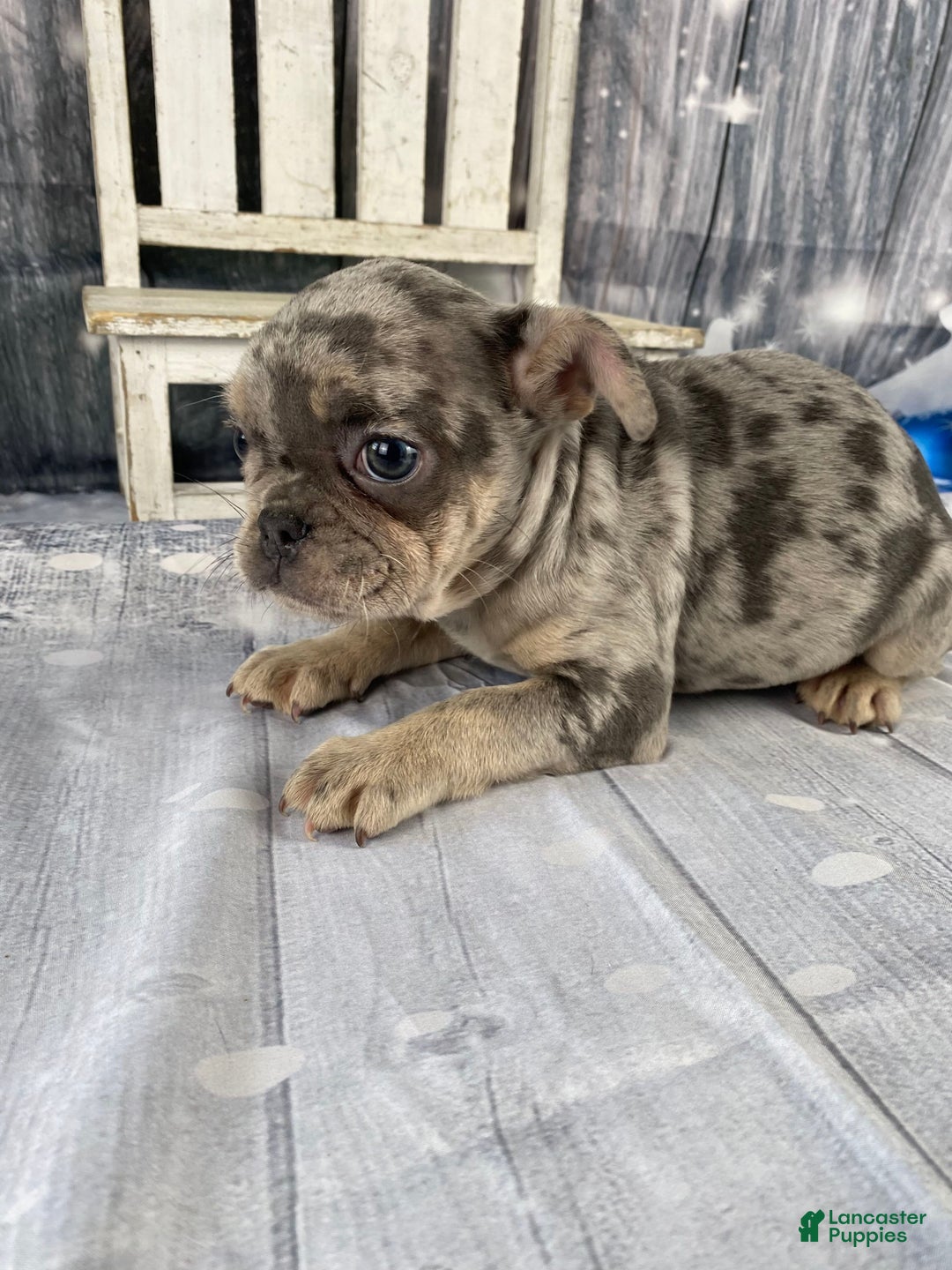 Mixed Breed dogs for sale: Buddy - Ad 5