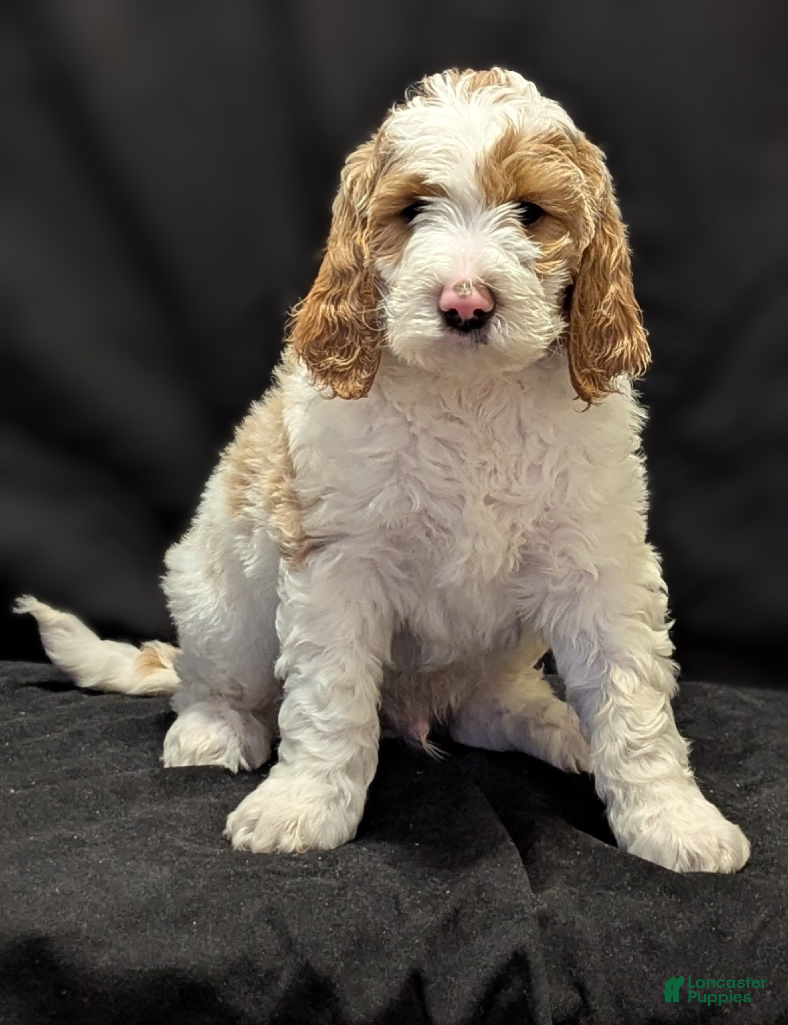 Goldendoodle dogs Charlie  - Ad 14