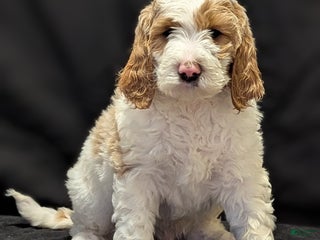 Goldendoodle dogs Charlie - Ad 14