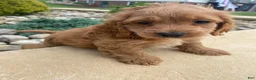 Cockapoo dogs for sale: Ranger - Ad 4