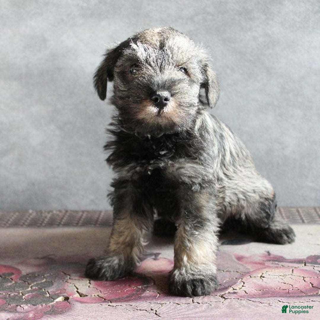 Miniature Schnauzer dogs for sale: Finnigan - Ad 2