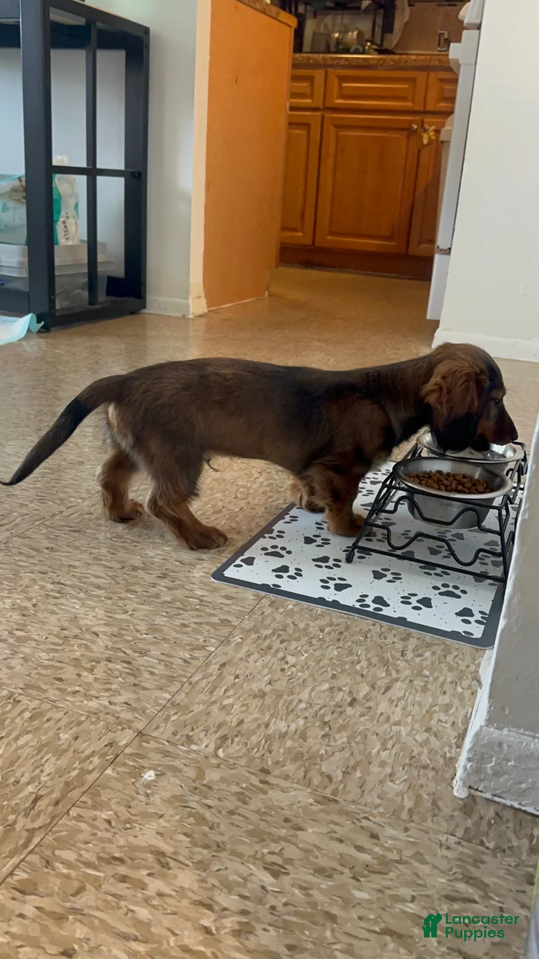 Dachshund dogs for sale: Dachshund Puppy 1 - Ad 2