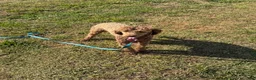 Miniature Poodle dogs for sale: Rocket - Ad 3