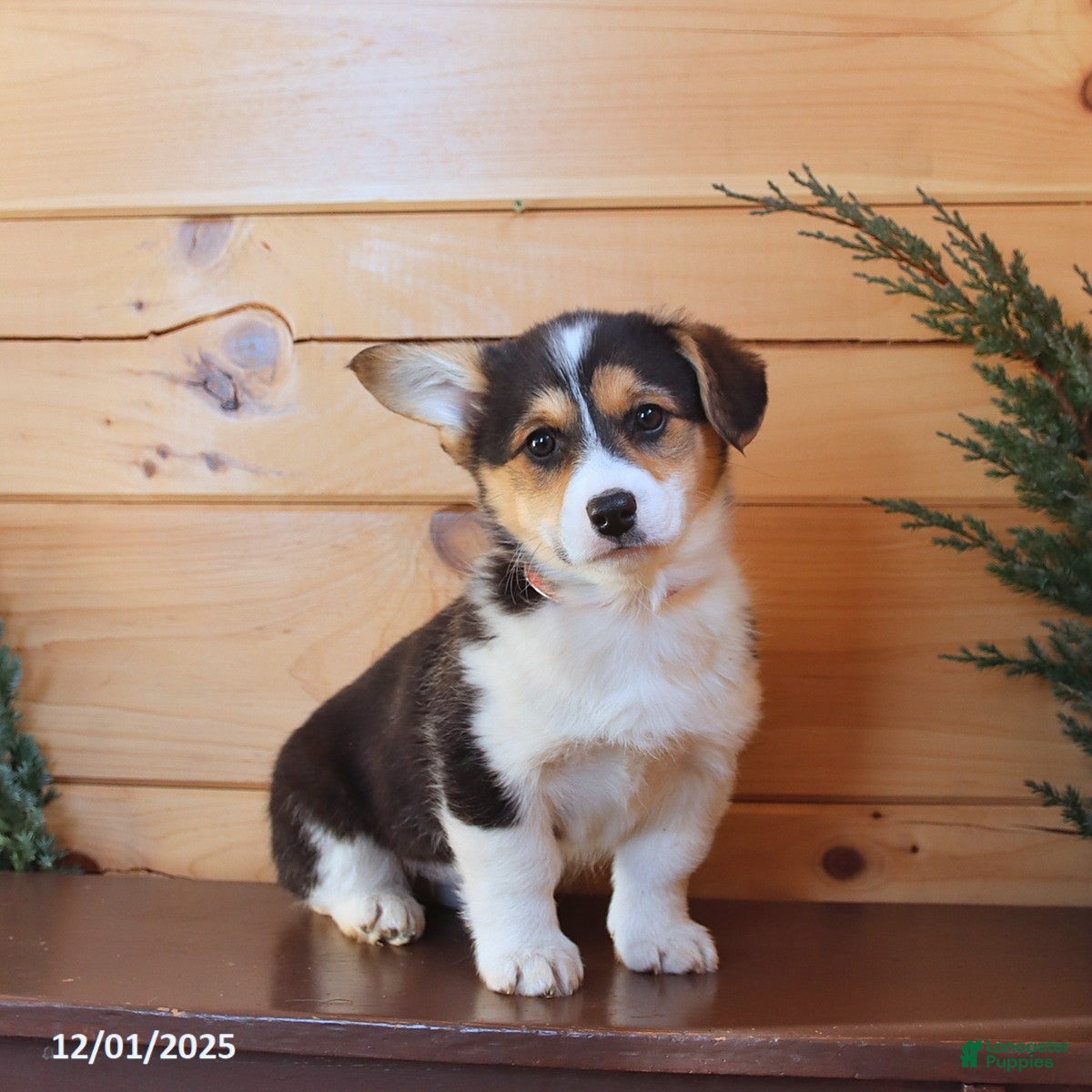 Welsh Corgi Pembroke dogs Sheila - Ad 4