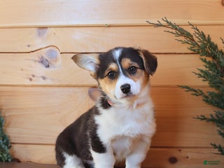 Welsh Corgi Pembroke dogs Sheila - Ad 39