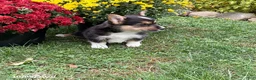 Welsh Corgi Pembroke dogs for sale: Penelope - Ad 5