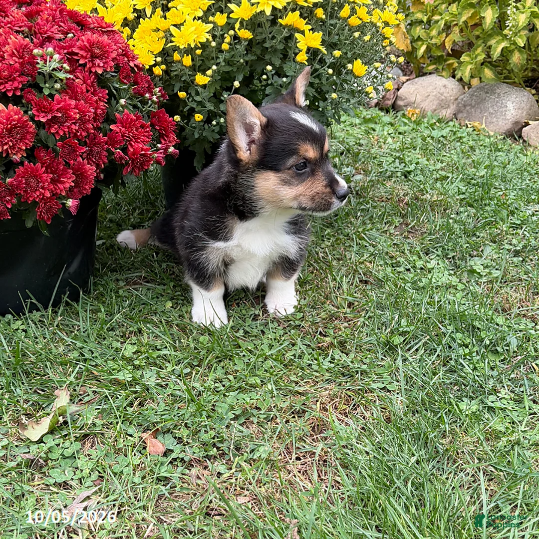Welsh Corgi Pembroke dogs for sale: Penelope - Ad 5