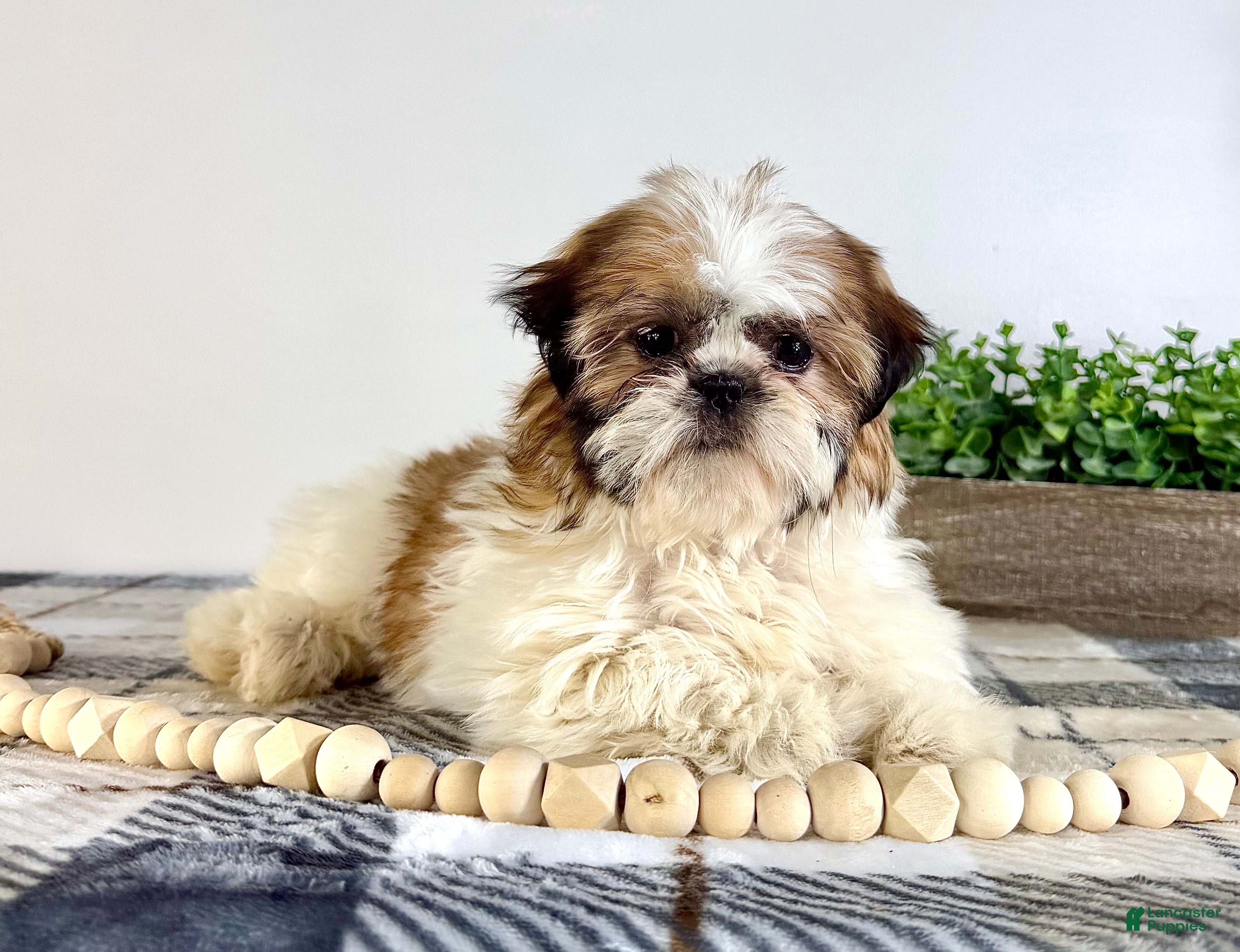 Shih Tzu dogs AKC Sammie - Ad 13