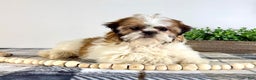 Shih Tzu dogs for sale: AKC Sammie - Ad 1