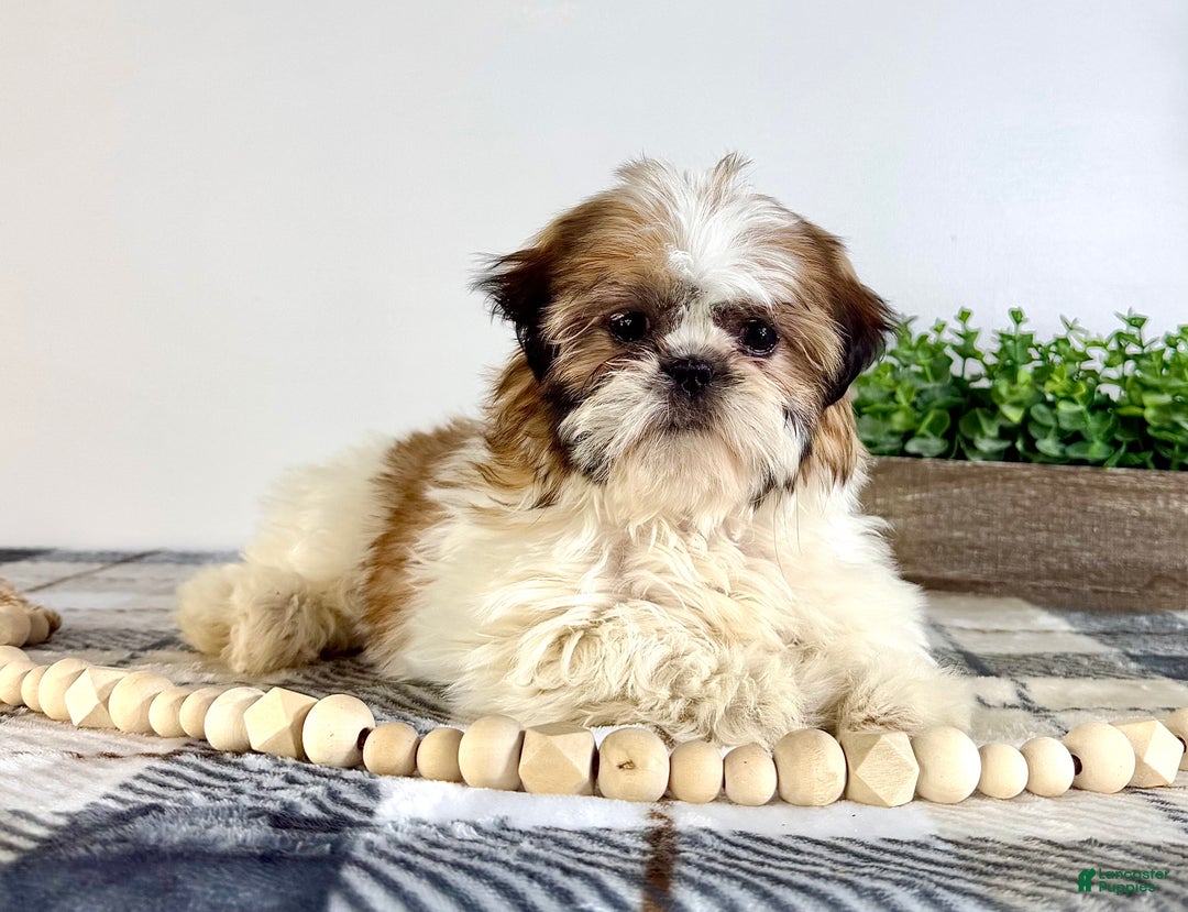 Shih Tzu dogs for sale: AKC Sammie - Ad 1