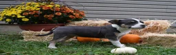 American Bully dogs for sale: American Bully 5 - Ad 16