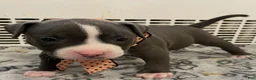 American Bully dogs for sale: Honey - Ad 2