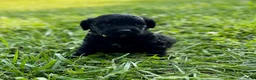 Goldendoodle dogs for sale: Goldendoodle 1 - Ad 2