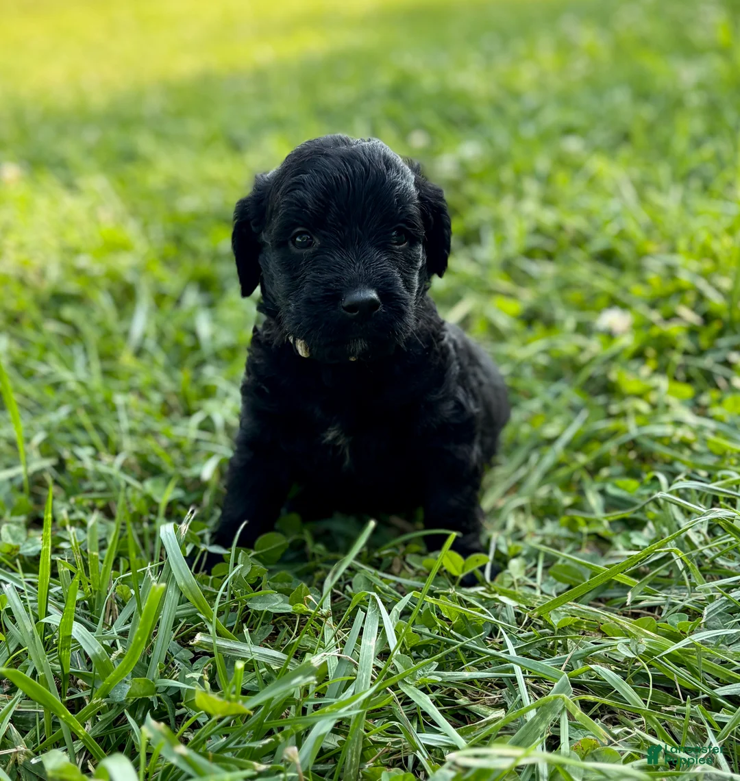 Goldendoodle dogs for sale: Goldendoodle 1 - Ad 2