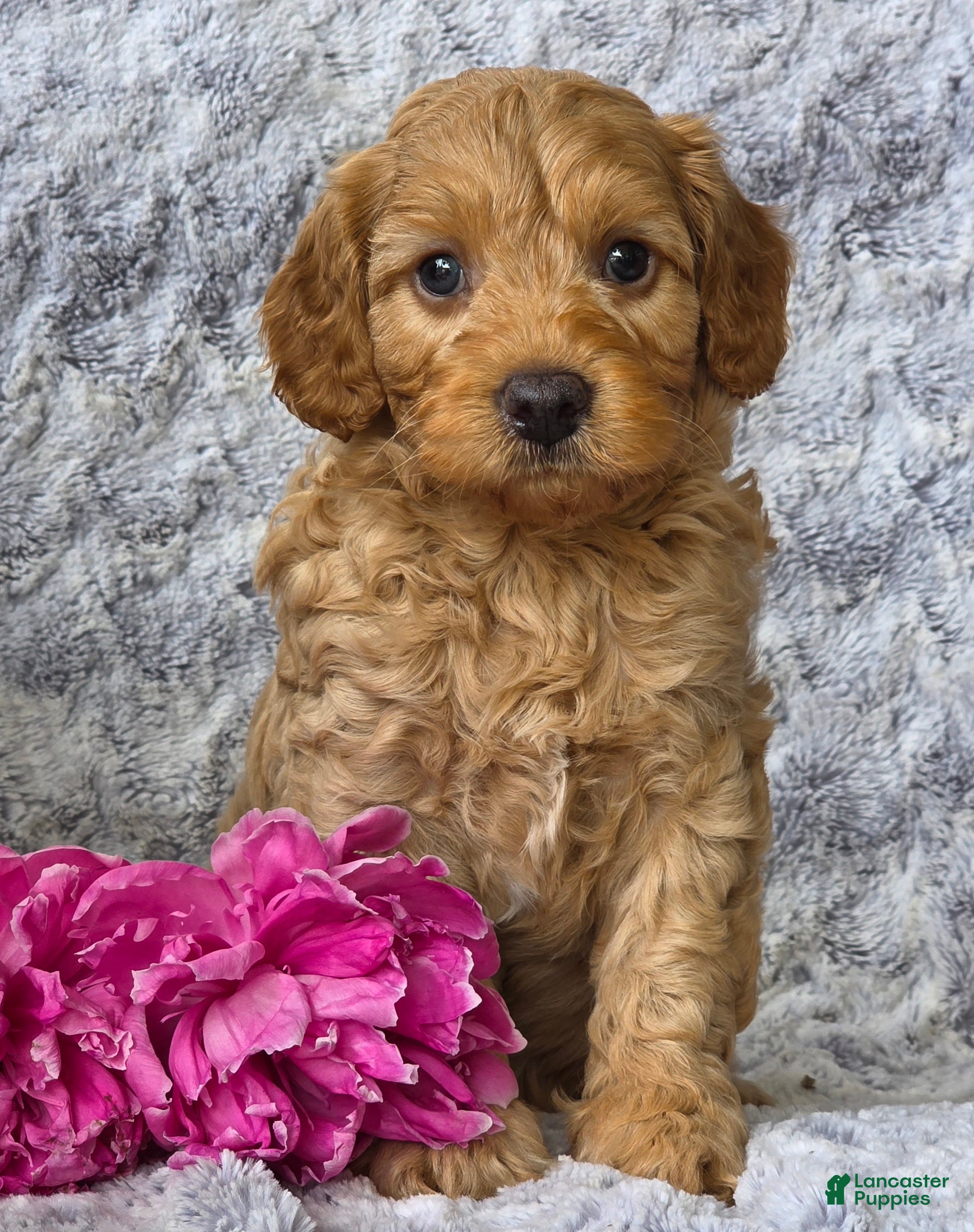 Cavapoo dogs Sonny - Ad 1