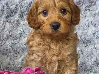 Cavapoo dogs for sale: Sonny - Ad 2